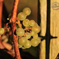 grappe de raison sur sa vigne