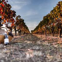 Vignes Petit Bouchon Authentique