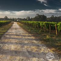 Vignoble bordelais