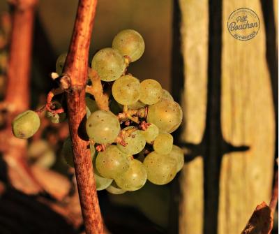 grappe de raison sur sa vigne