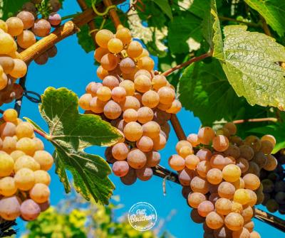 Vigne en été