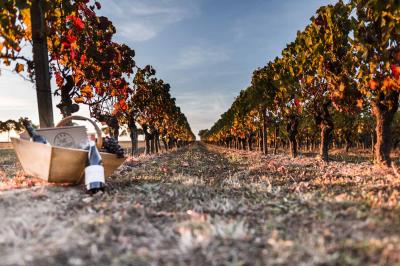 Vignes Petit Bouchon Authentique