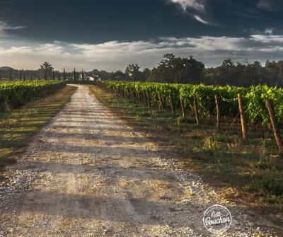 Vignoble bordelais